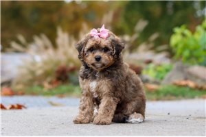 Gretal - puppy for sale
