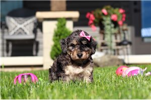 Calista - puppy for sale