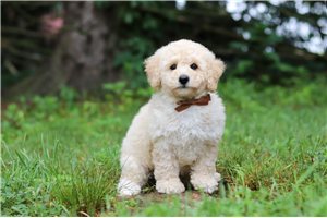 Chewy - Bich-Poo - Bichpoo for sale