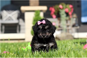 Nina - puppy for sale
