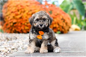 Gabriel - puppy for sale