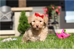 Mimi - puppy for sale
