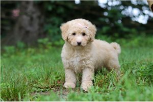 Mimi - Bich-Poo - Bichpoo for sale