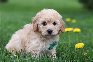 Emilio - puppy for sale