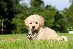 Chewy - puppy for sale