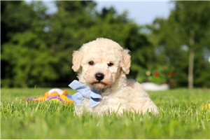Oliver - puppy for sale