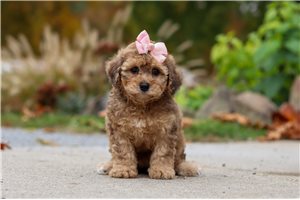 Gina - Bich-Poo for sale