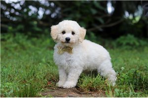 Oliver - Bich-Poo - Bichpoo for sale