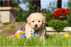 Leonidas - Bich-Poo - Bichpoo for sale
