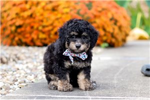 Gavin - puppy for sale