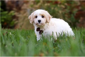 Levi - puppy for sale