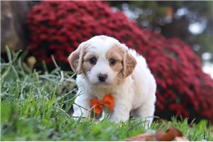Lucas - Cavachon for sale