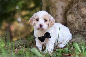 Logan - Cavachon for sale