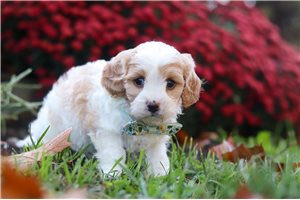 Liam - Cavachon for sale