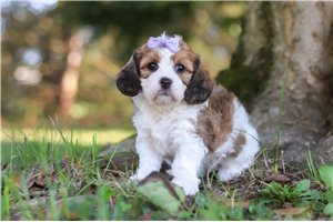 Luna - puppy for sale