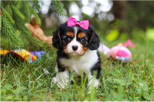 Poppy - puppy for sale
