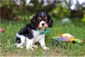 Pete - puppy for sale