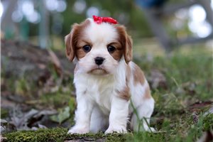 Echo - Cavalier King Charles Spaniel for sale