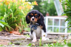 Pete - Cavalier King Charles Spaniel for sale