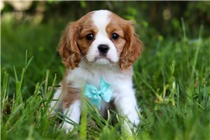Icarus - Cavalier King Charles Spaniel for sale