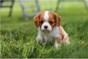Phineas - Cavalier King Charles Spaniel for sale