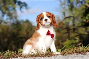 Colton - Cavalier King Charles Spaniel for sale