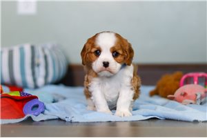 Joshua - Cavalier King Charles Spaniel for sale