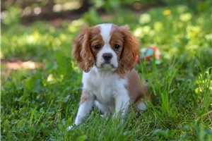Icarus - Cavalier King Charles Spaniel for sale