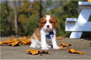 Christopher - Cavalier King Charles Spaniel for sale