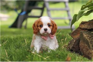 Pirate - Cavalier King Charles Spaniel for sale
