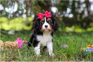 Penny - puppy for sale