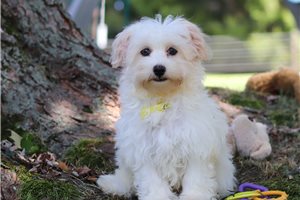 Nathan - Havanese for sale
