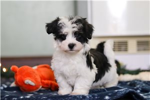 Reece - Havanese for sale