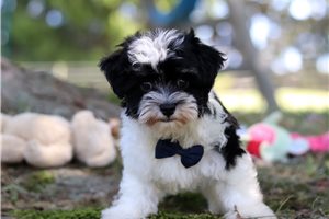 Picard - Havanese for sale