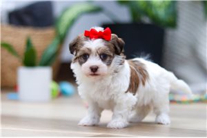 Sailor - puppy for sale