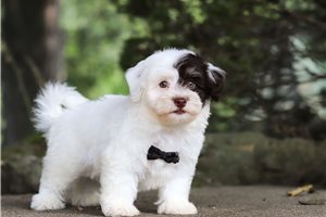 Nicolas - puppy for sale