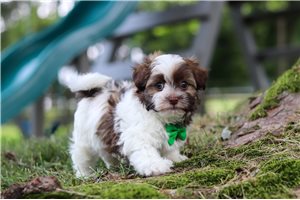 Lennon - Havanese for sale