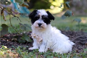 Plato - puppy for sale