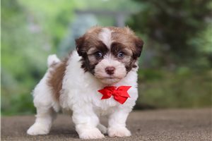 Noland - puppy for sale