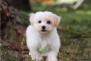 Nema - puppy for sale