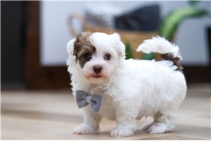 Seth - puppy for sale