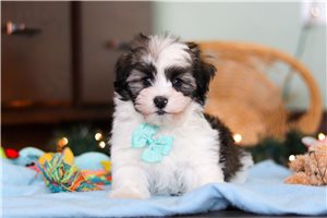 Roman - Havanese for sale