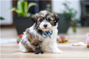 Simba - Havanese for sale