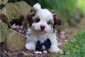 Peanut - puppy for sale