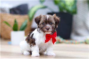 Sammy - puppy for sale