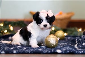 Rylee - Havanese for sale