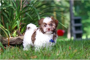 Roger - Havanese for sale