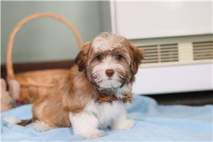 Ricardo - Havanese for sale