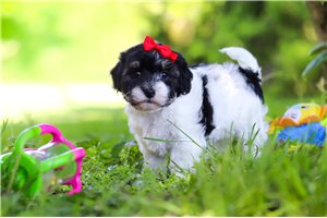 Ophelia - puppy for sale