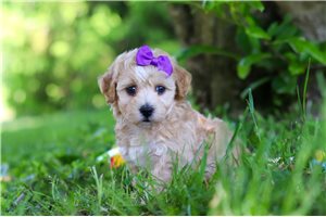Opal - puppy for sale